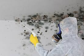 Mold Documentation for Insurance Claims in Youngwood, PA